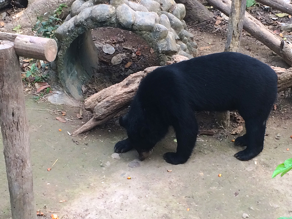 LuangPrabang_BearCenter.jpg