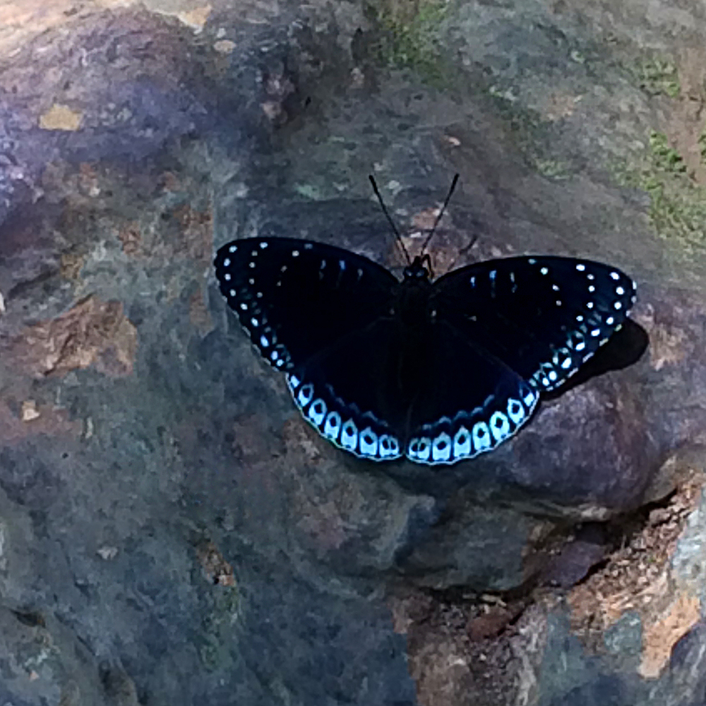 LuangPrabang_Butterfly.jpg