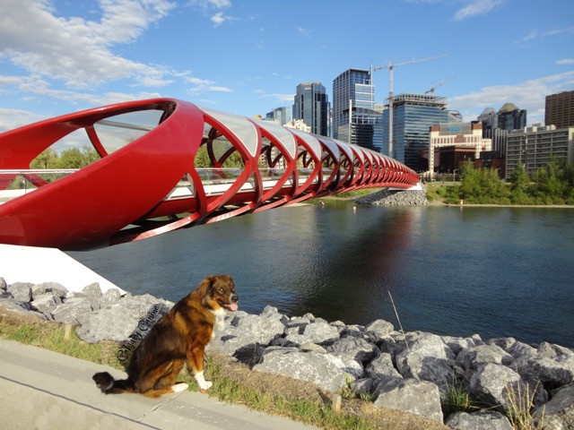 Peace bridge.jpg