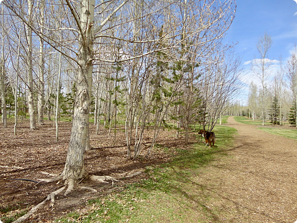 Silver Springs 8_opt.jpg