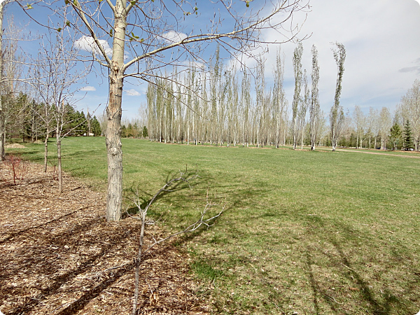 Silver Springs 1_opt.jpg