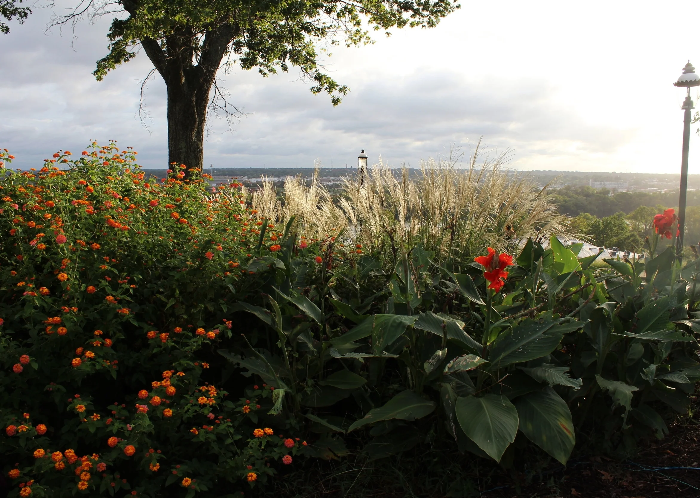 LIBBY HILL PARK//ELYANA JAVAHERI