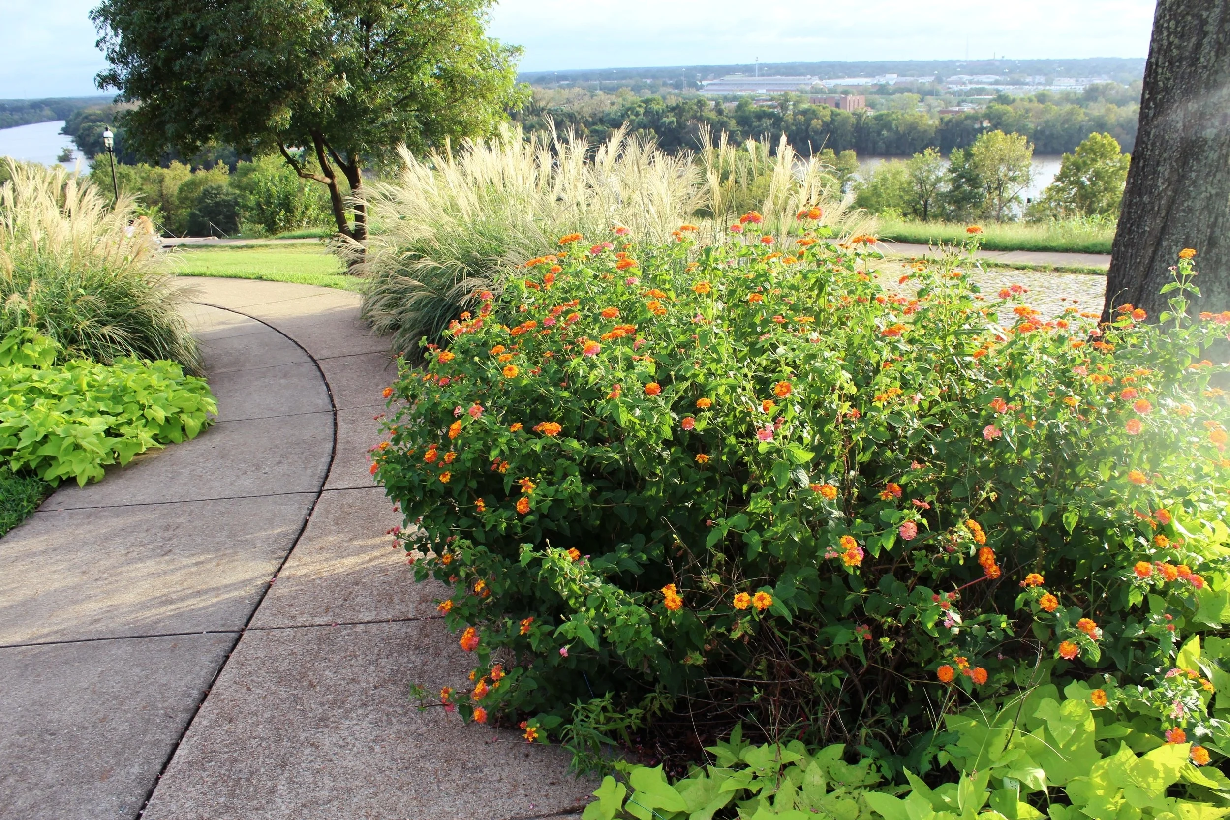 The wavering path, hugged by overflowing grasses and creeping groundcovers, invites visitors to take a stroll to the ‘view that named Richmond’.