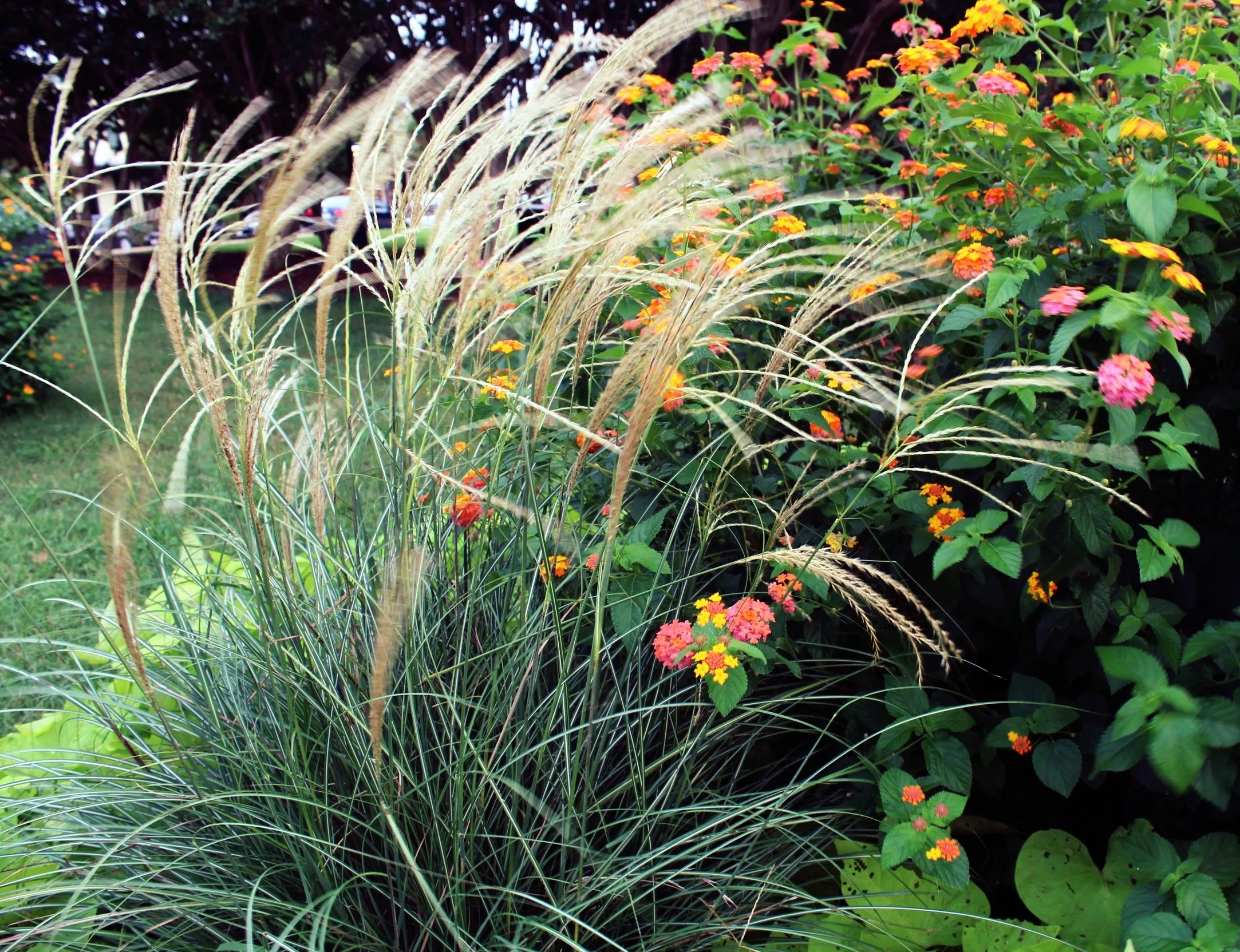 The combination of colors, textures, and heights create an interesting and unique atmosphere as one walks down the path.