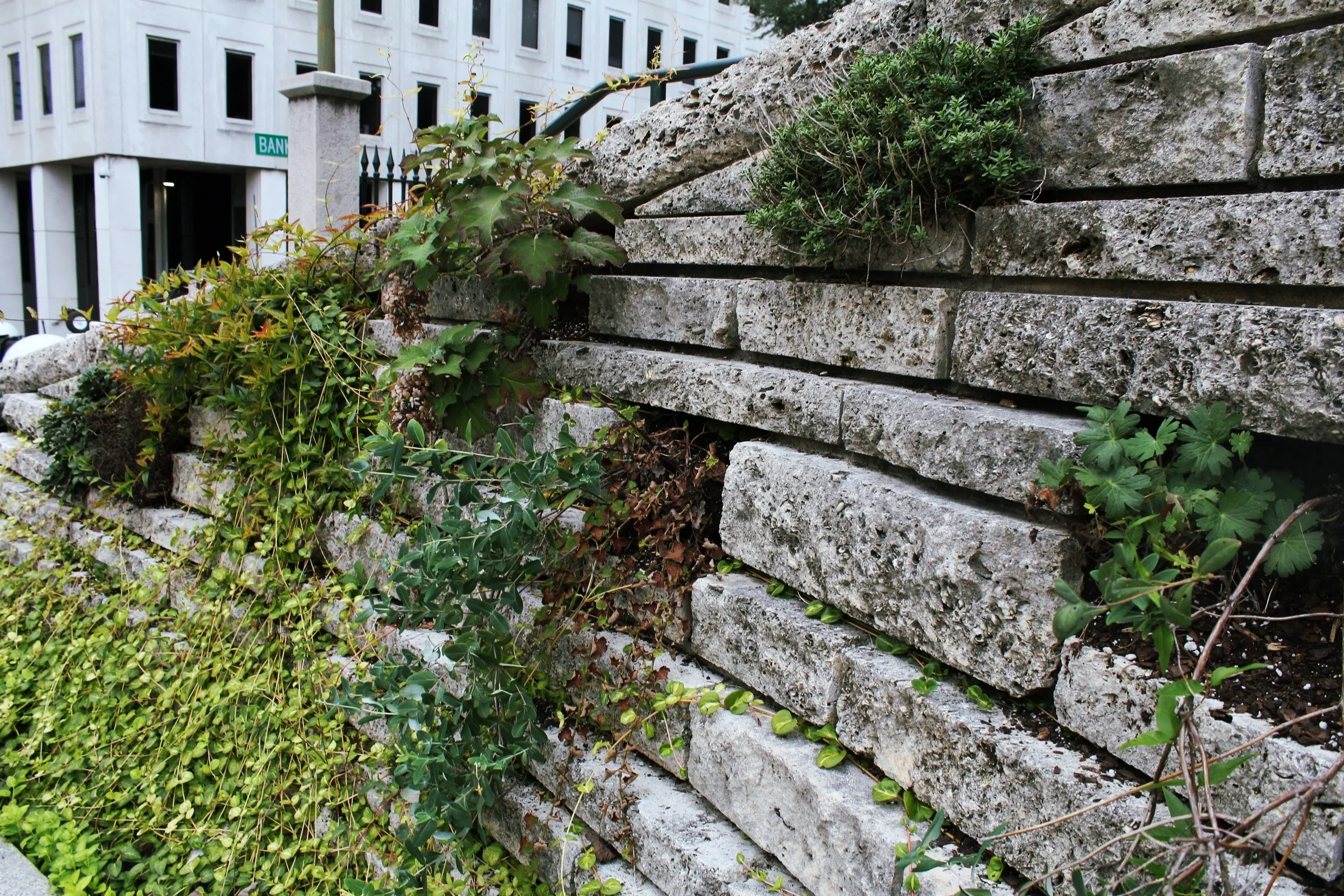 Deliberate ‘empty’ pavers leave room for plants; horizontally adding a visual interest to the wall.