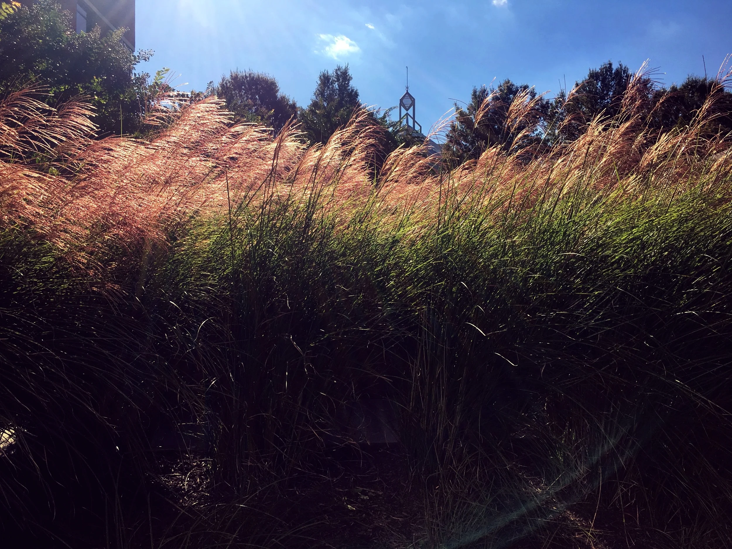 Looking directly at the first row of Miscanthus ‘Morning Light’ facing away from the amphitheater.