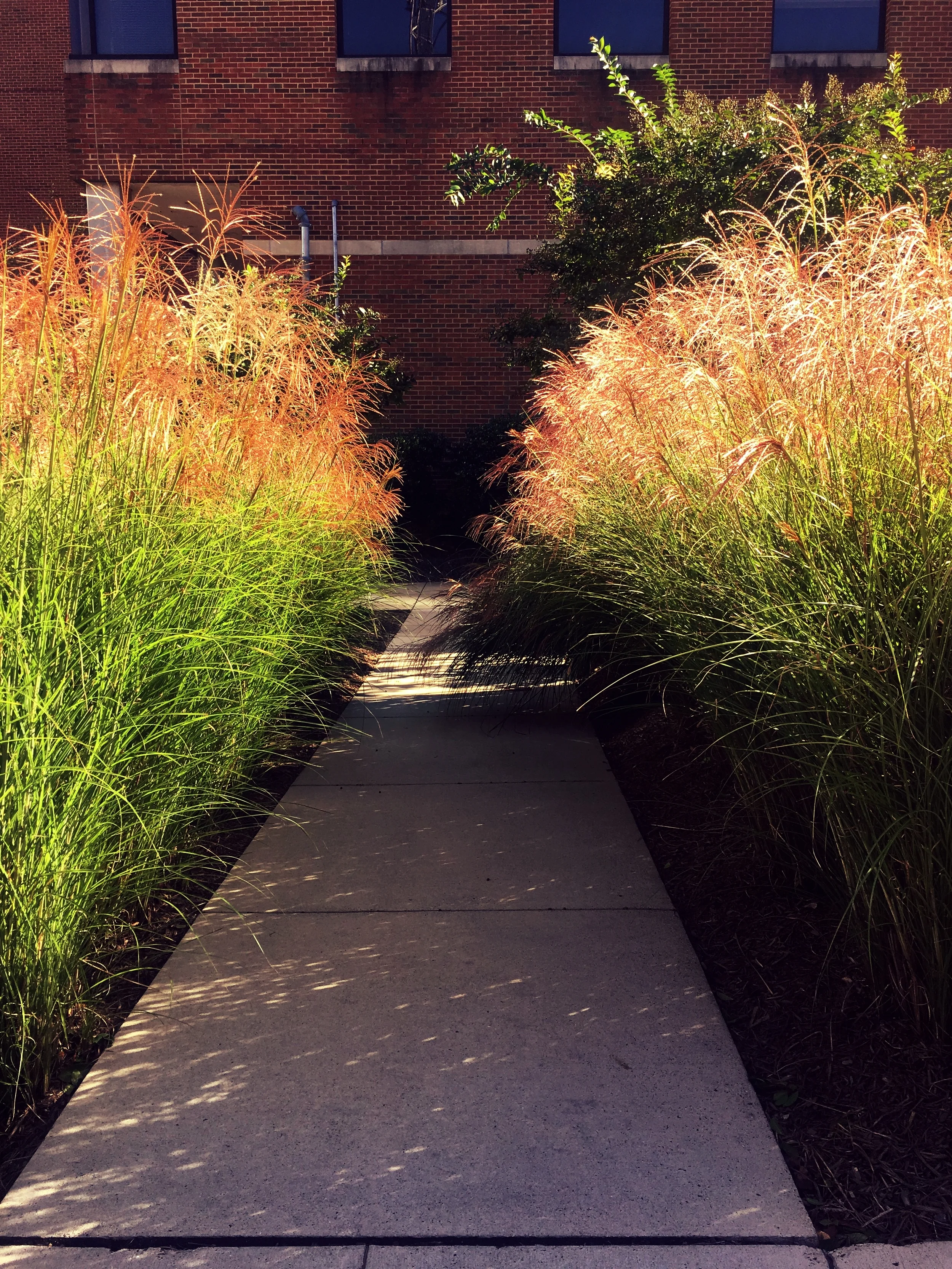 Pathway between the layers of Miscanthus ‘Morning Light’.