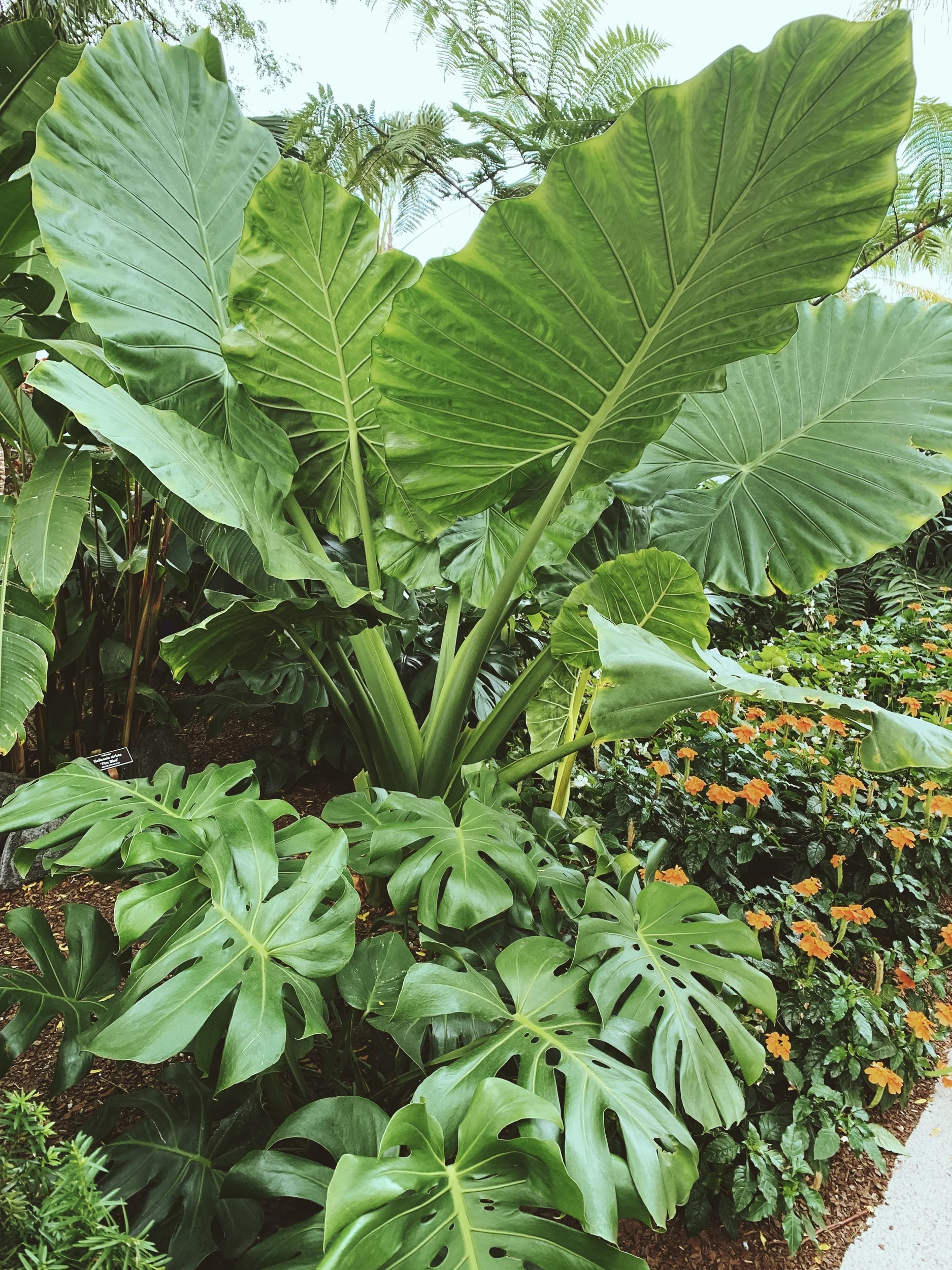 Giant Colocasia
