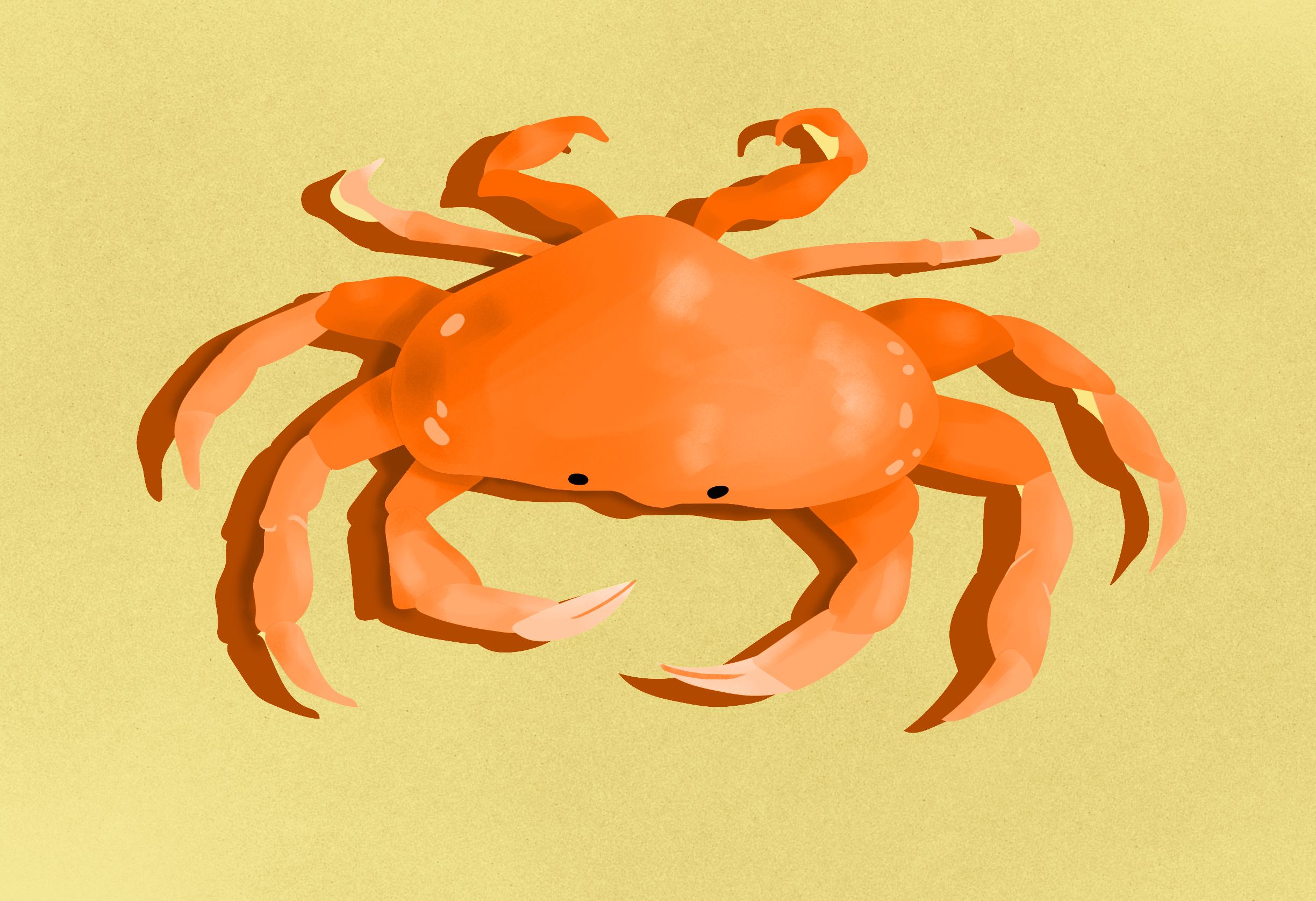 Mr Crab on a scorching hot beach