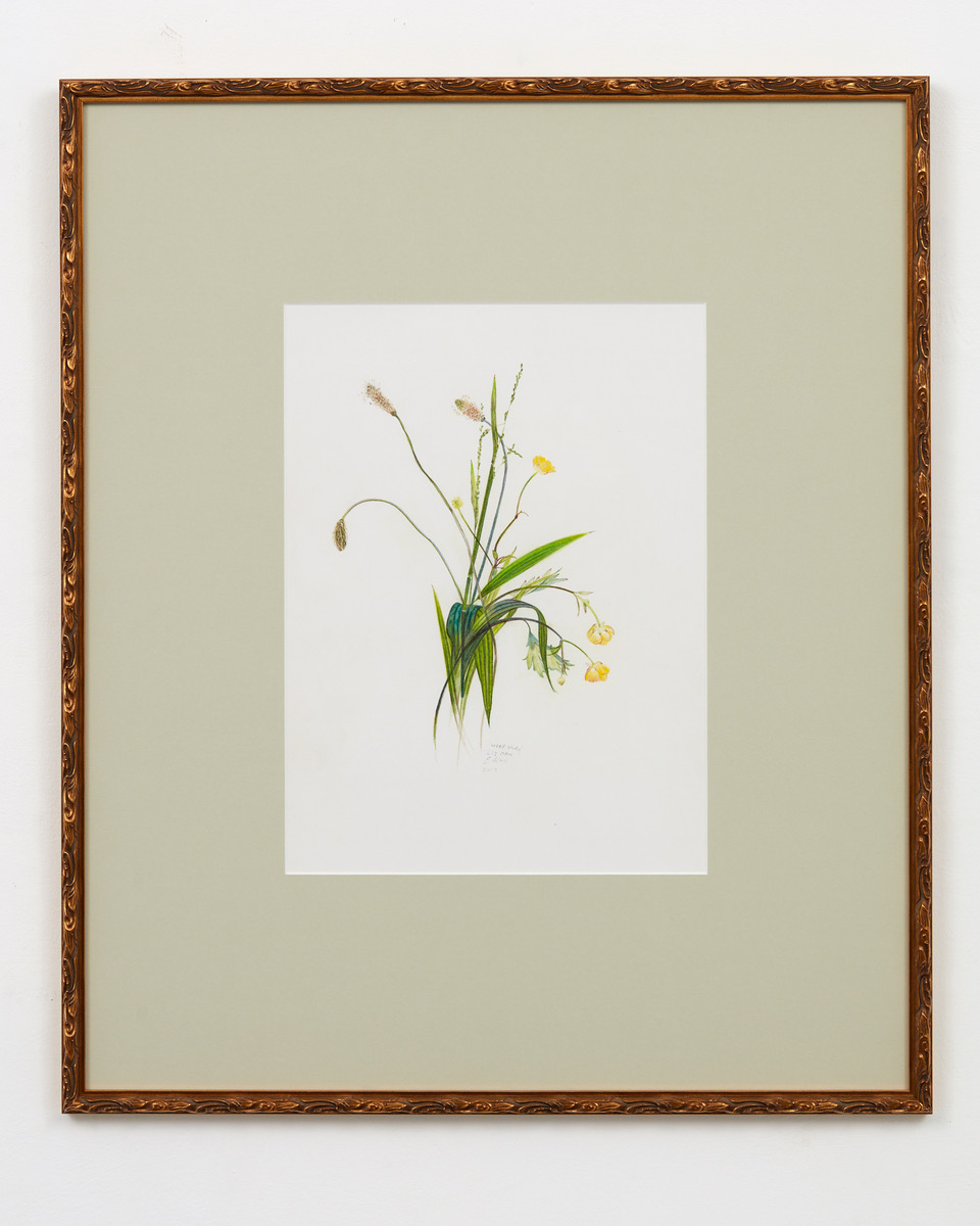 Weed Study 2017 watercolour pencil on paper 370 x 270mm