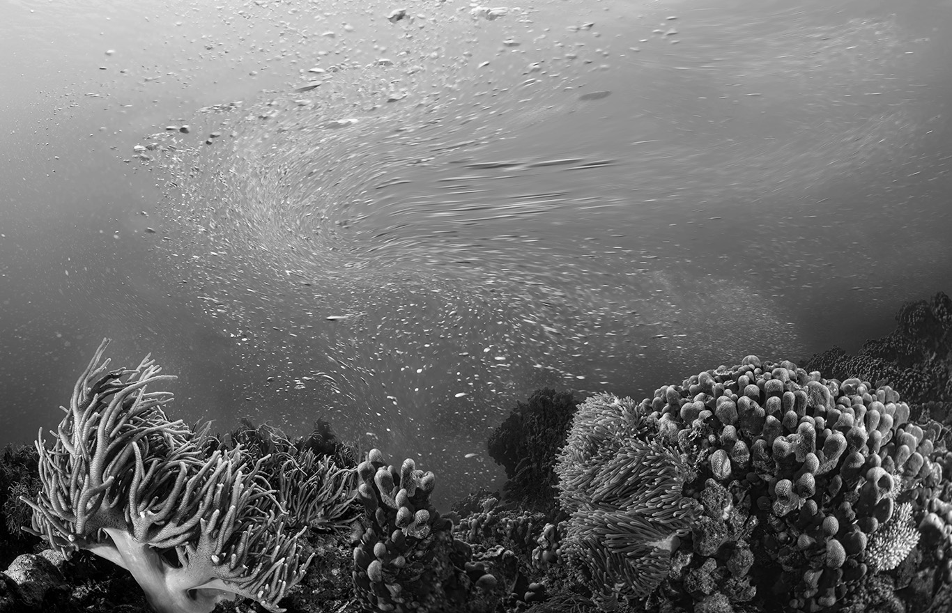 Underwater Phenomena 2018 chromira on metallic, edition of 3 + 1 AP 840 x 1300mm