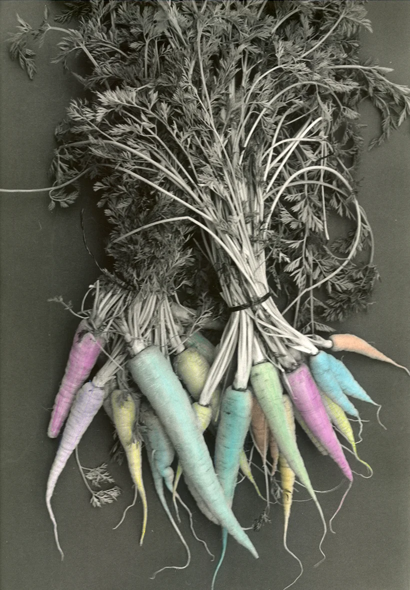 Ready and Silent 1993 / 2013 hand-coloured darkroom print on fibre base paper, edition of 3 + 1 ap 350 x 230mm