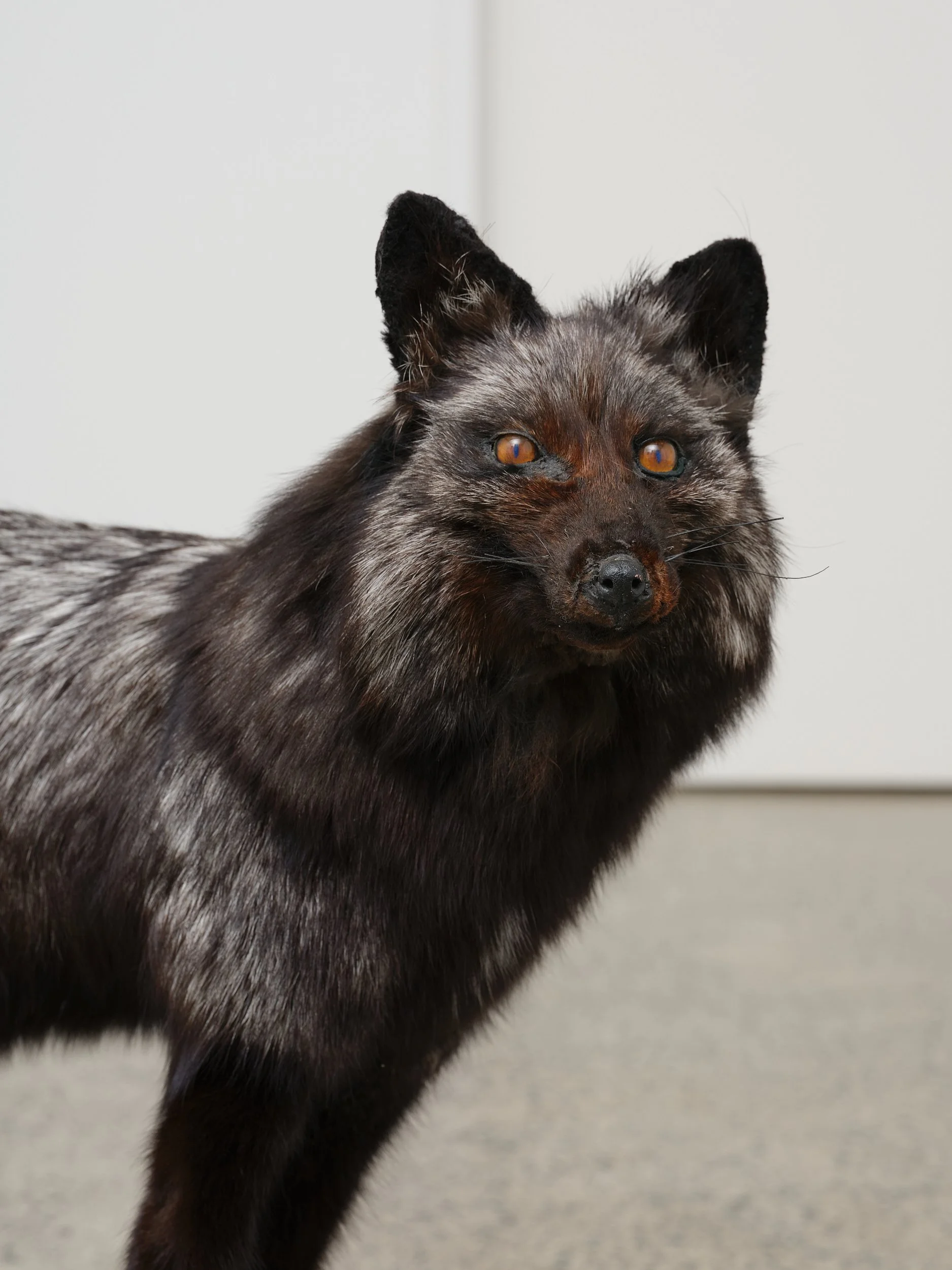  Object  (detail) 2026 Silver fox on wood, artificial snow 585 x 910 x 245mm 