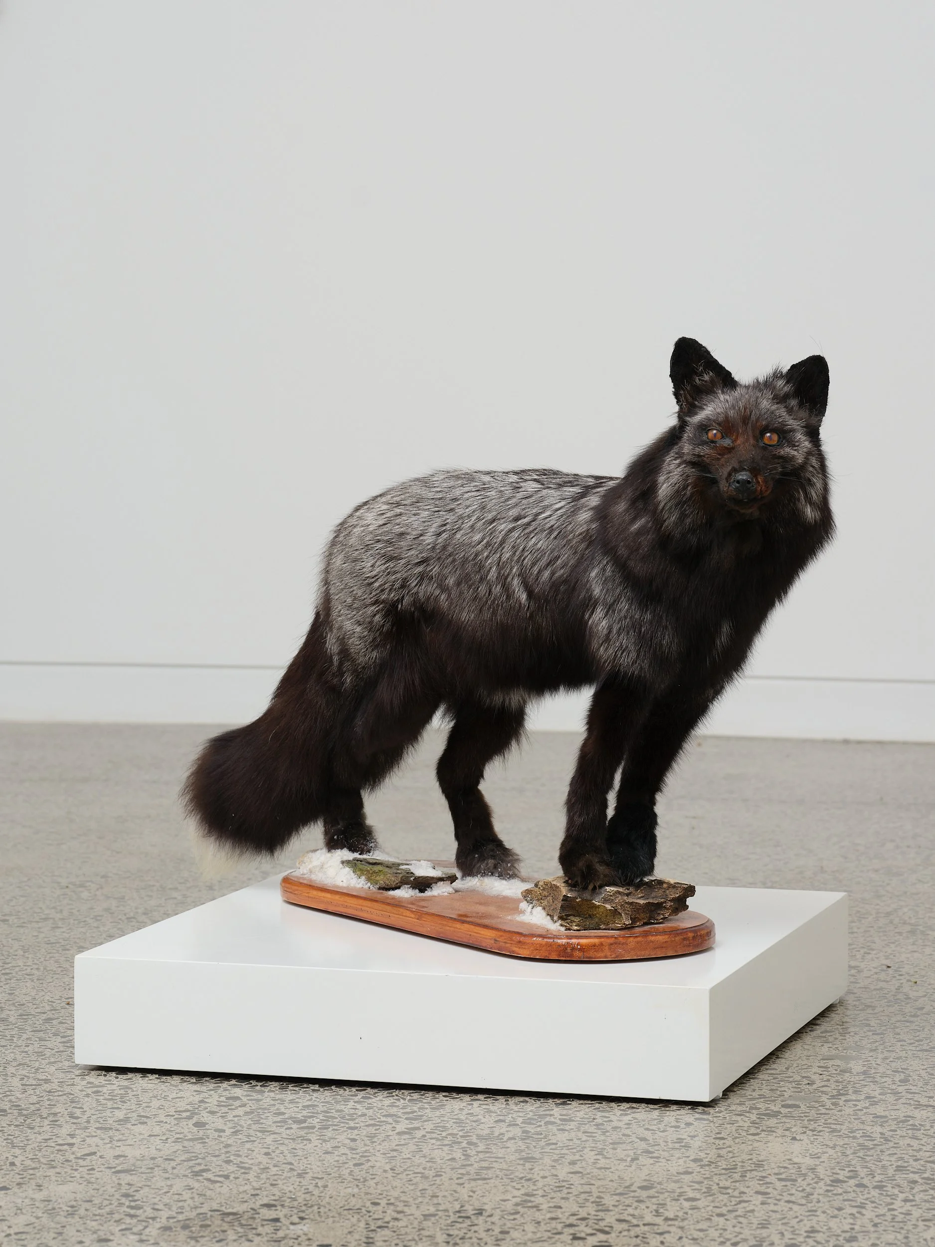   Object  2026 Silver fox on wood, artificial snow 585 x 910 x 245mm 