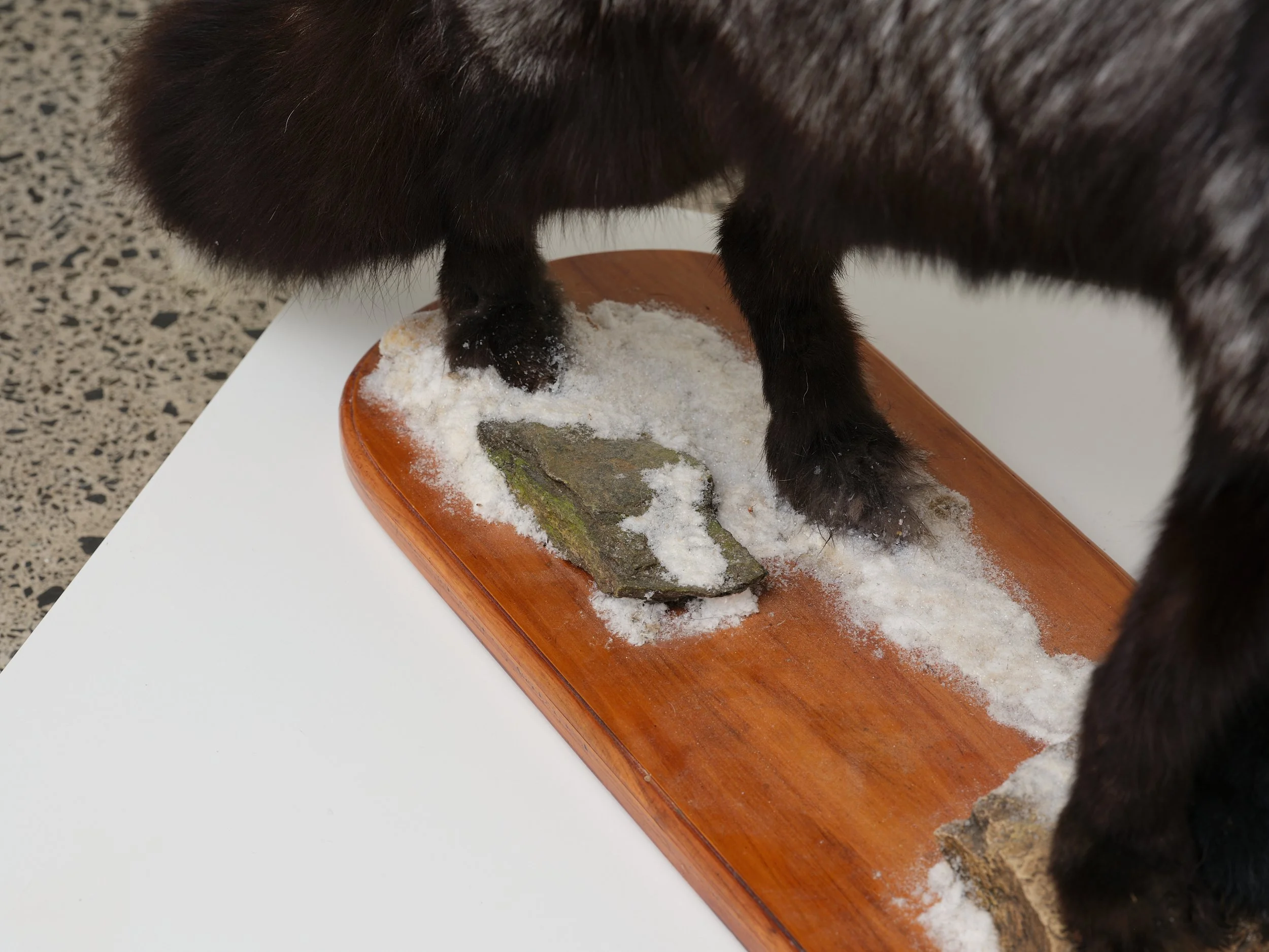   Object  (detail) 2026 Silver fox on wood, artificial snow 585 x 910 x 245mm 