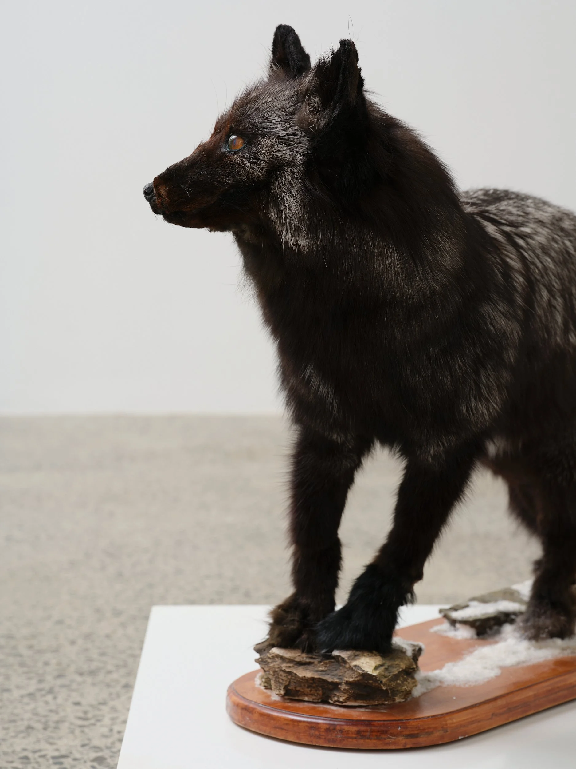   Object  (detail) 2026 Silver fox on wood, artificial snow 585 x 910 x 245mm 