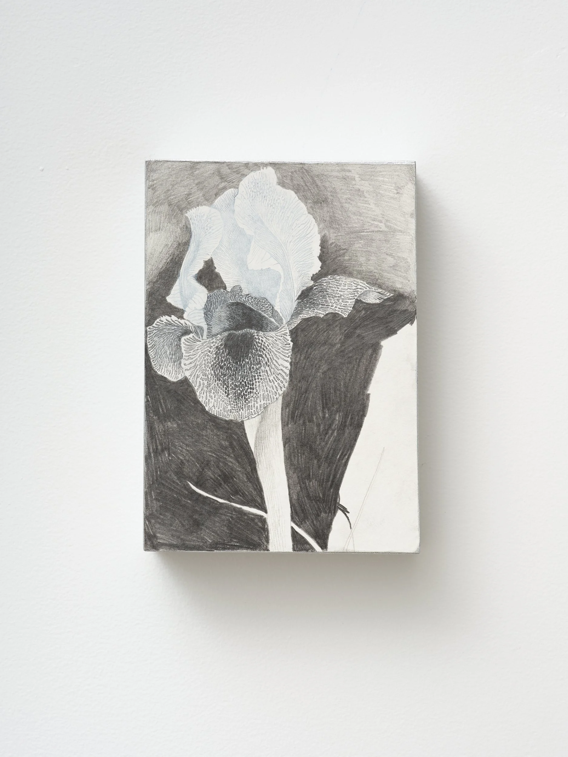   Iris  2026 Pencil, gesso, pigment on paper 210 x 297 x 45mm 