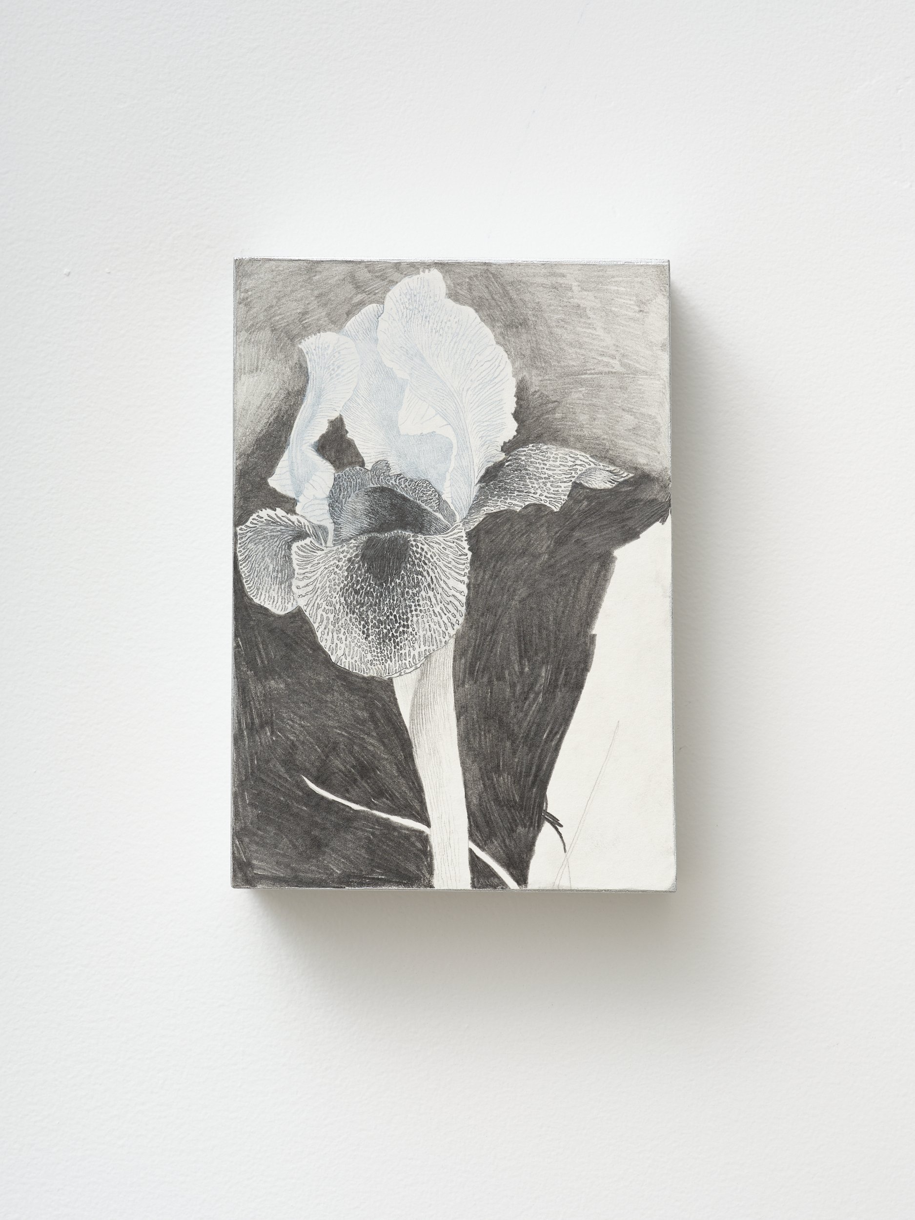   Iris  2026 Pencil, gesso, pigment on paper 210 x 297 x 45mm 