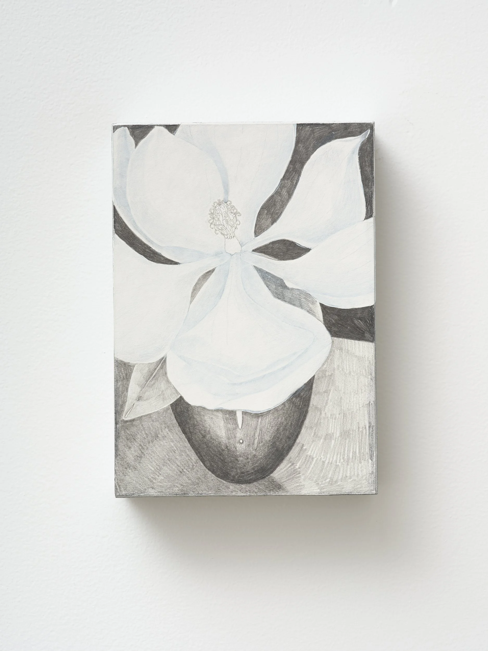   Magnolia  2026 Gesso, pigment on paper 148 x 210 x 45mm 