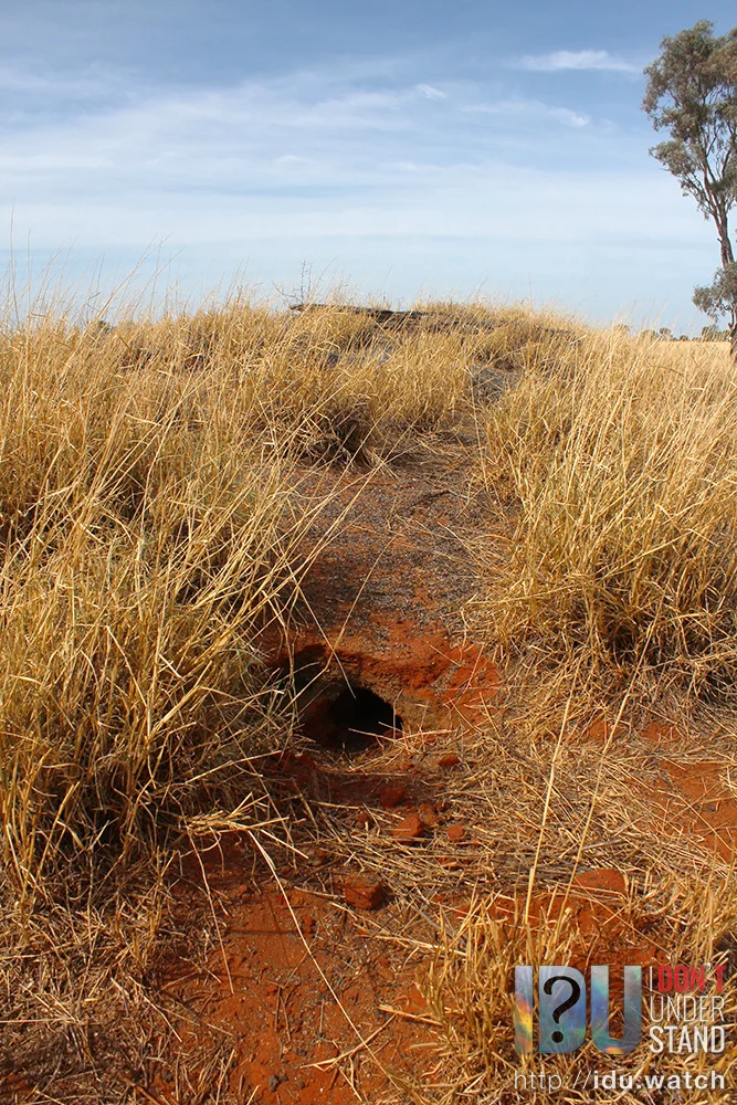 The earthworks beneath the old railway line is now home to rabbits.