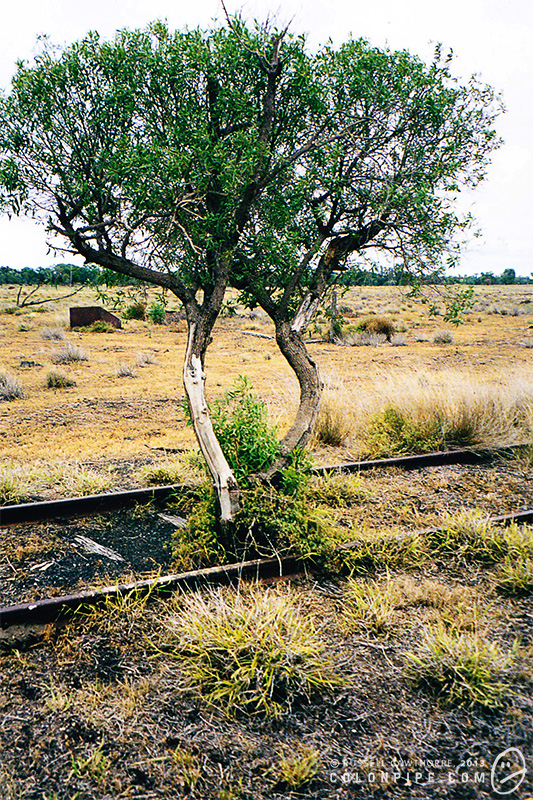 A tree grows up through the disused railway line. (2002.)