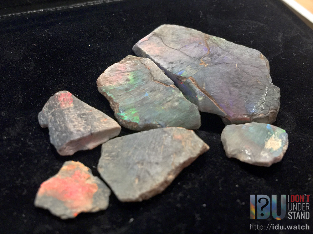 The most spectacular turtle fossils on the planet.
