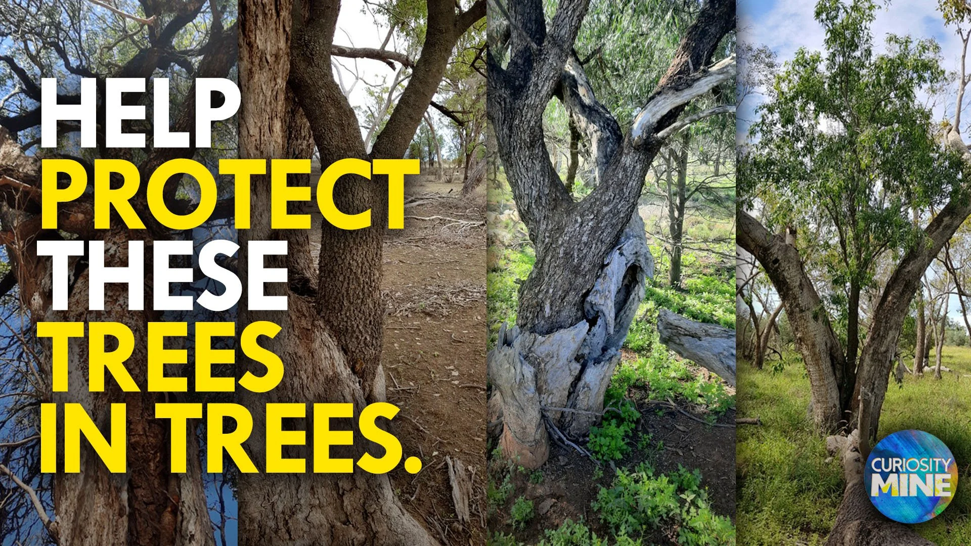 Help Us Protect These Forgotten Sacred Trees - Lightning Ridge, NSW, Australia