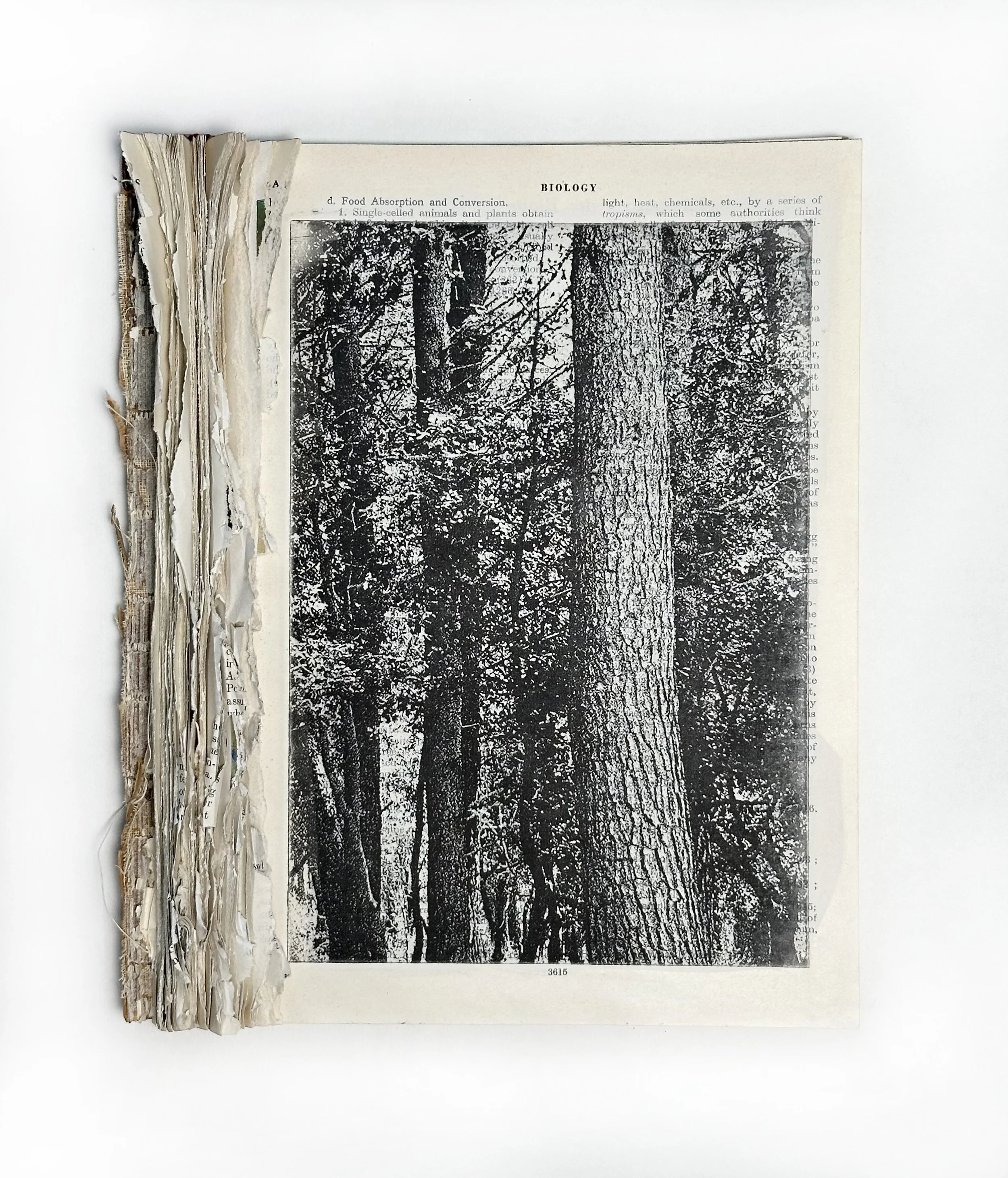 Forest I.jpg