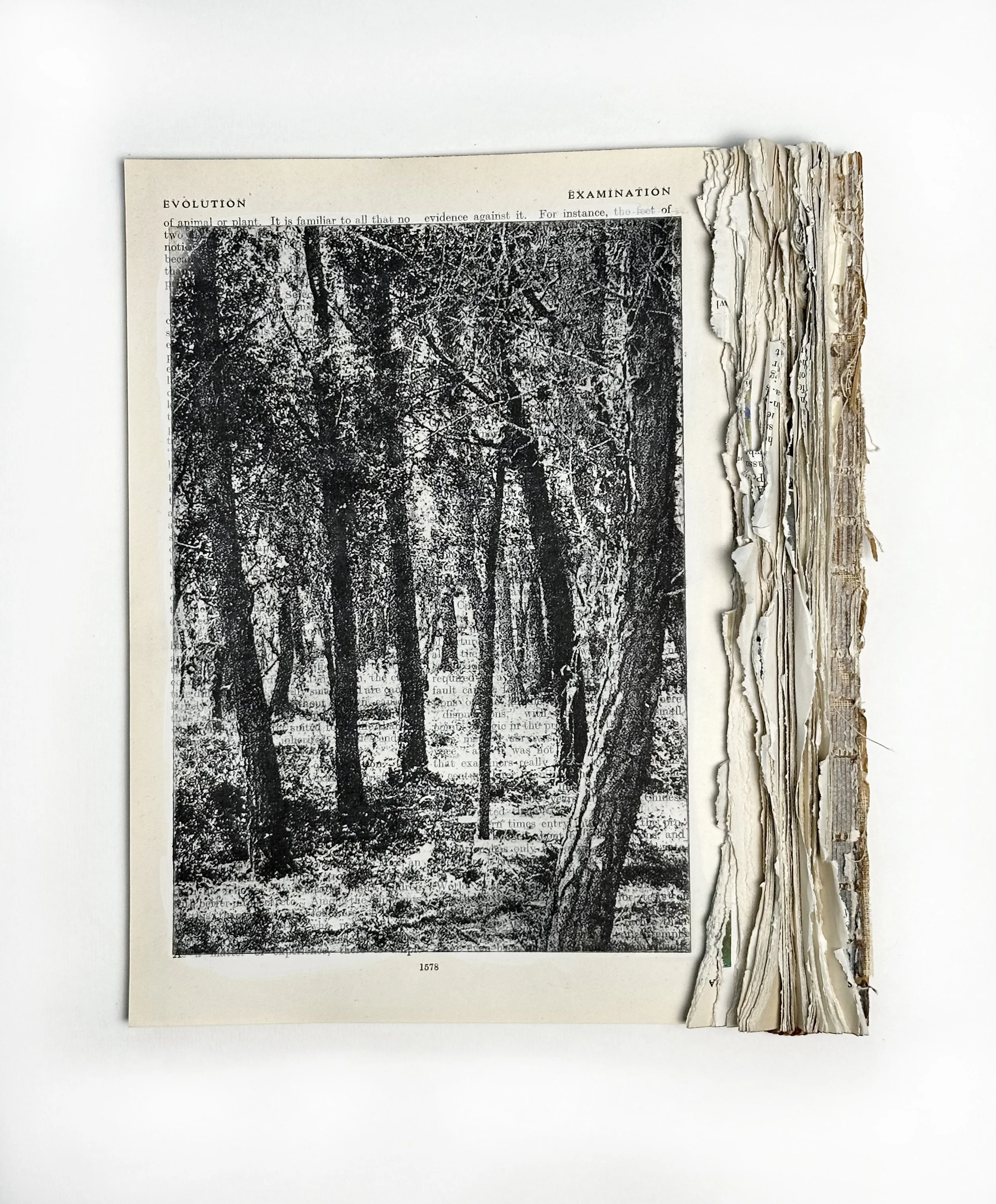 Forest II.jpg