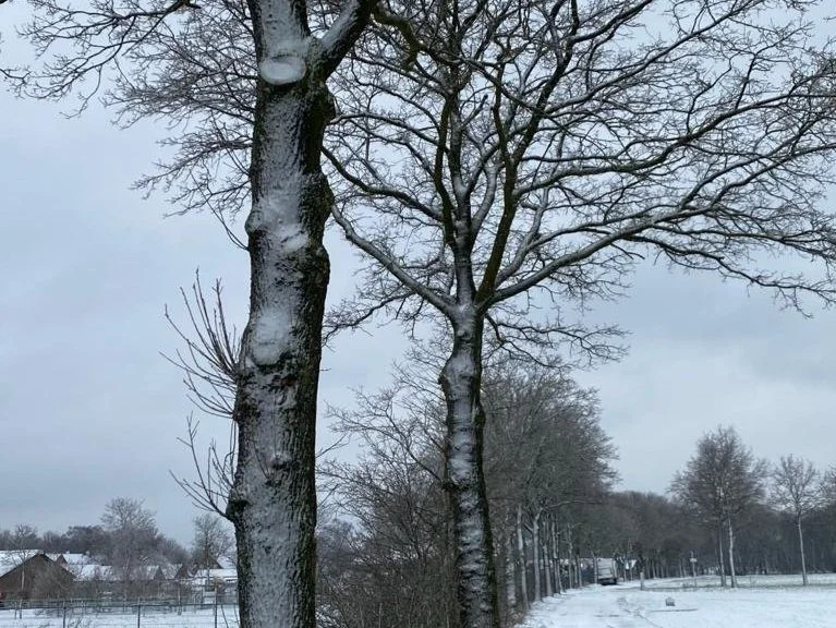Winters landschap, sneeuw 