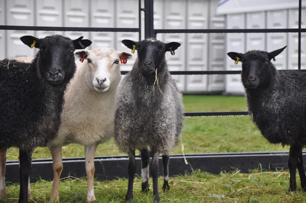 The Little Grey Sheep