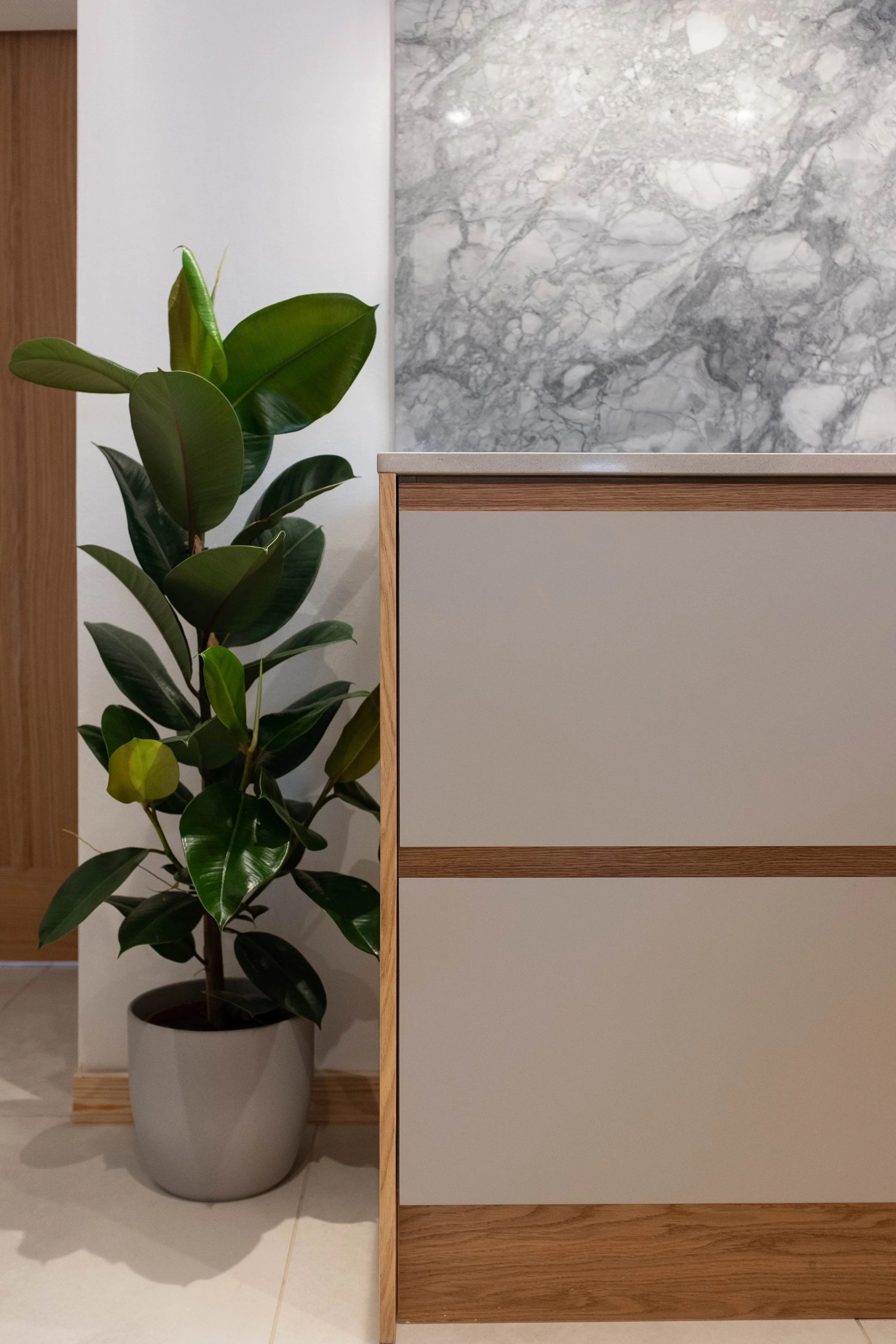 A large indoor potted plant with dark green, shiny leaves placed next to a modern office or reception area with a marble wall and wooden furniture.