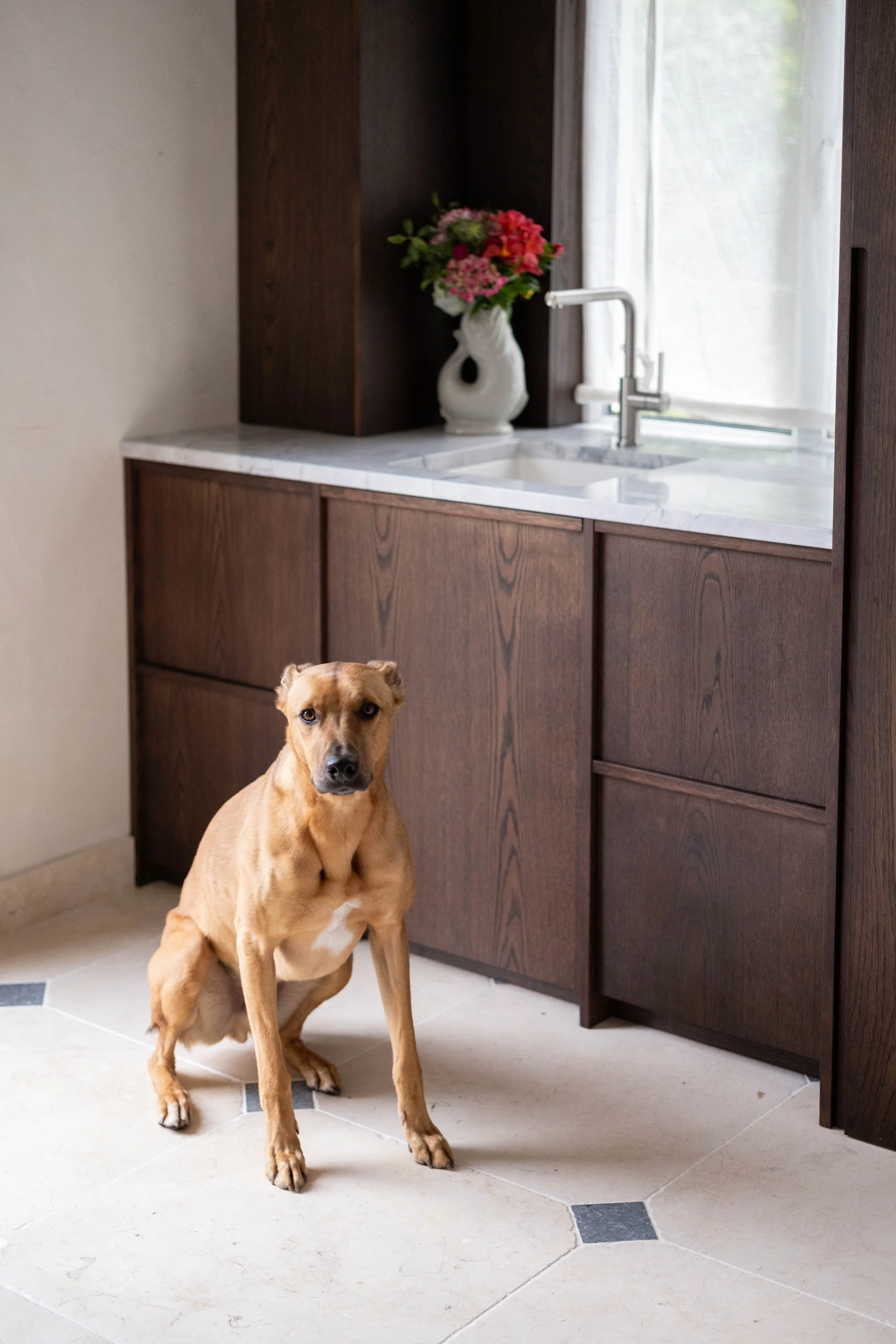 A tan dog with black markings on the face sitting on a light-colored tile floor in front of wooden cabinets and a white marble countertop in a kitchen. A white vase with pink and red flowers is on the counter behind the dog, next to a window with she
