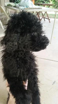 Elphie in the rare picture she stood still for...