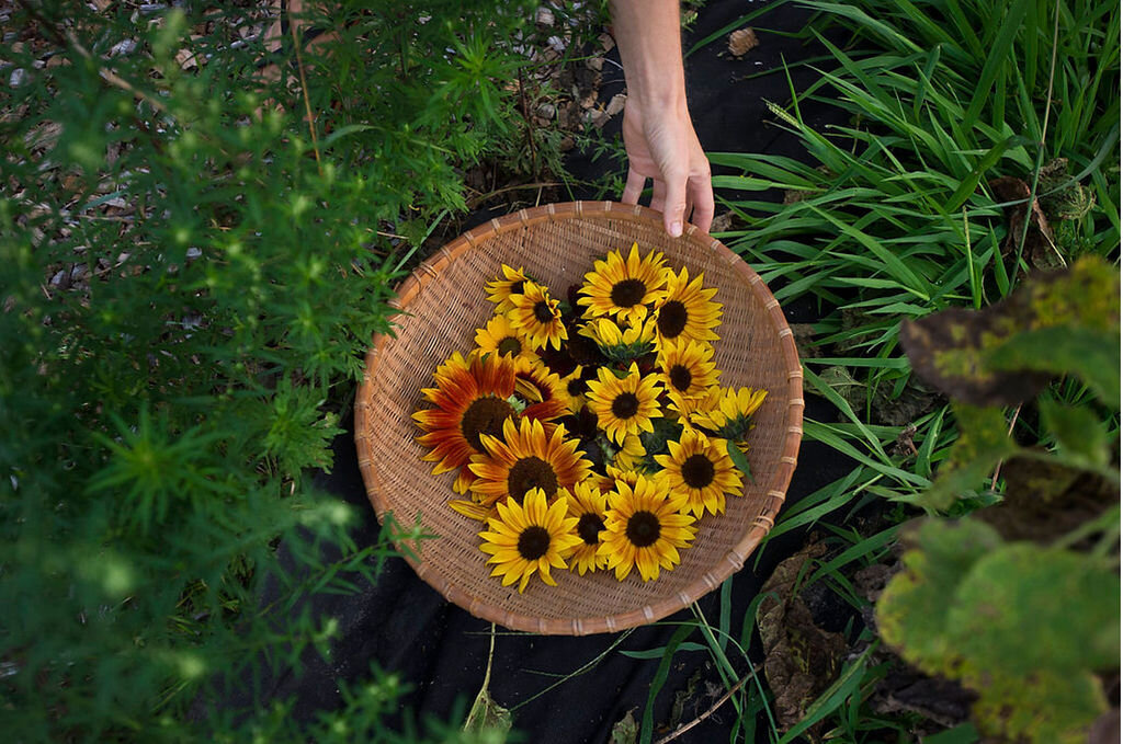 SunflowersBasket.jpg