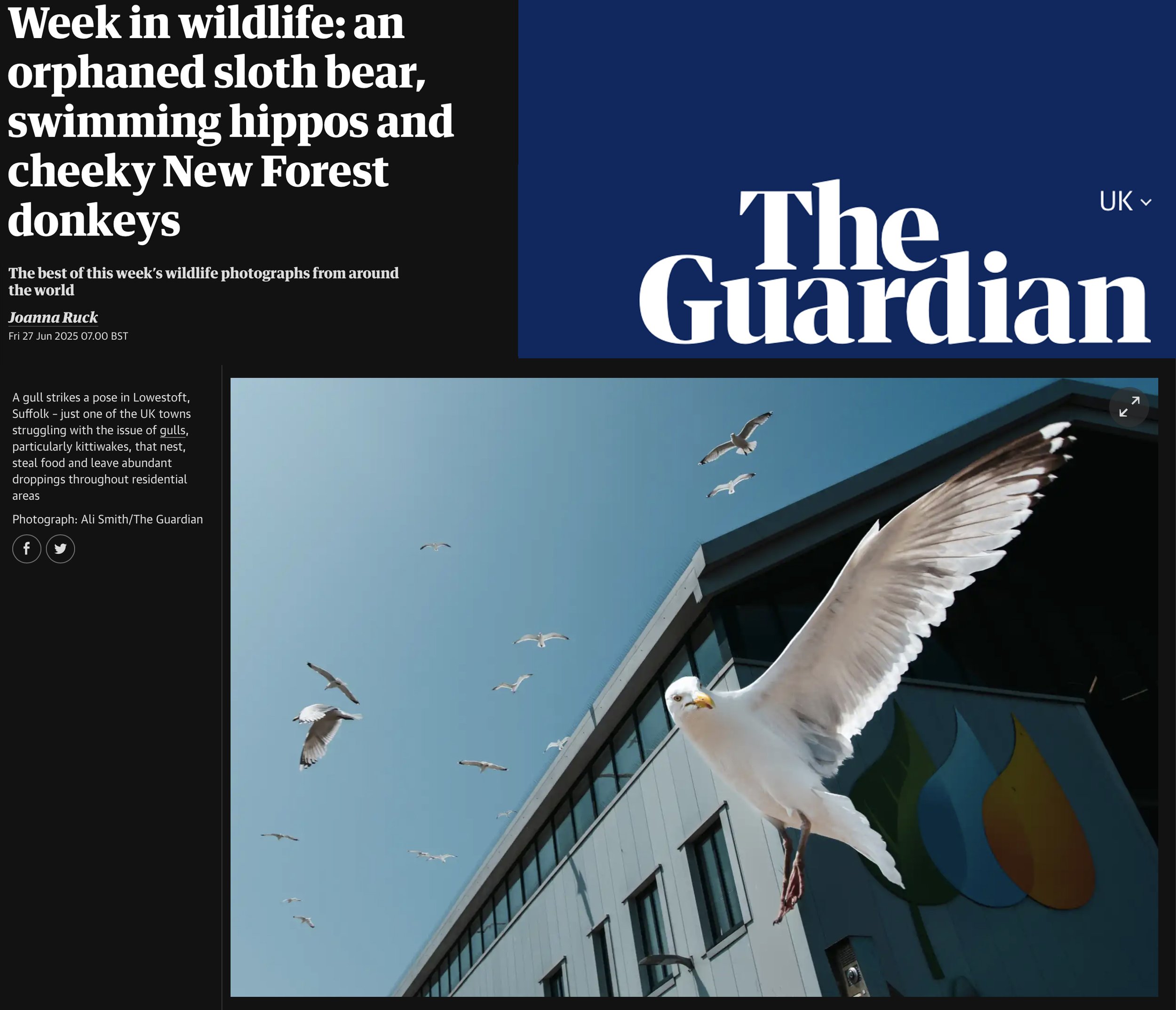 AliSmith_WildlifePhotoOfWeek_Guardian.jpg