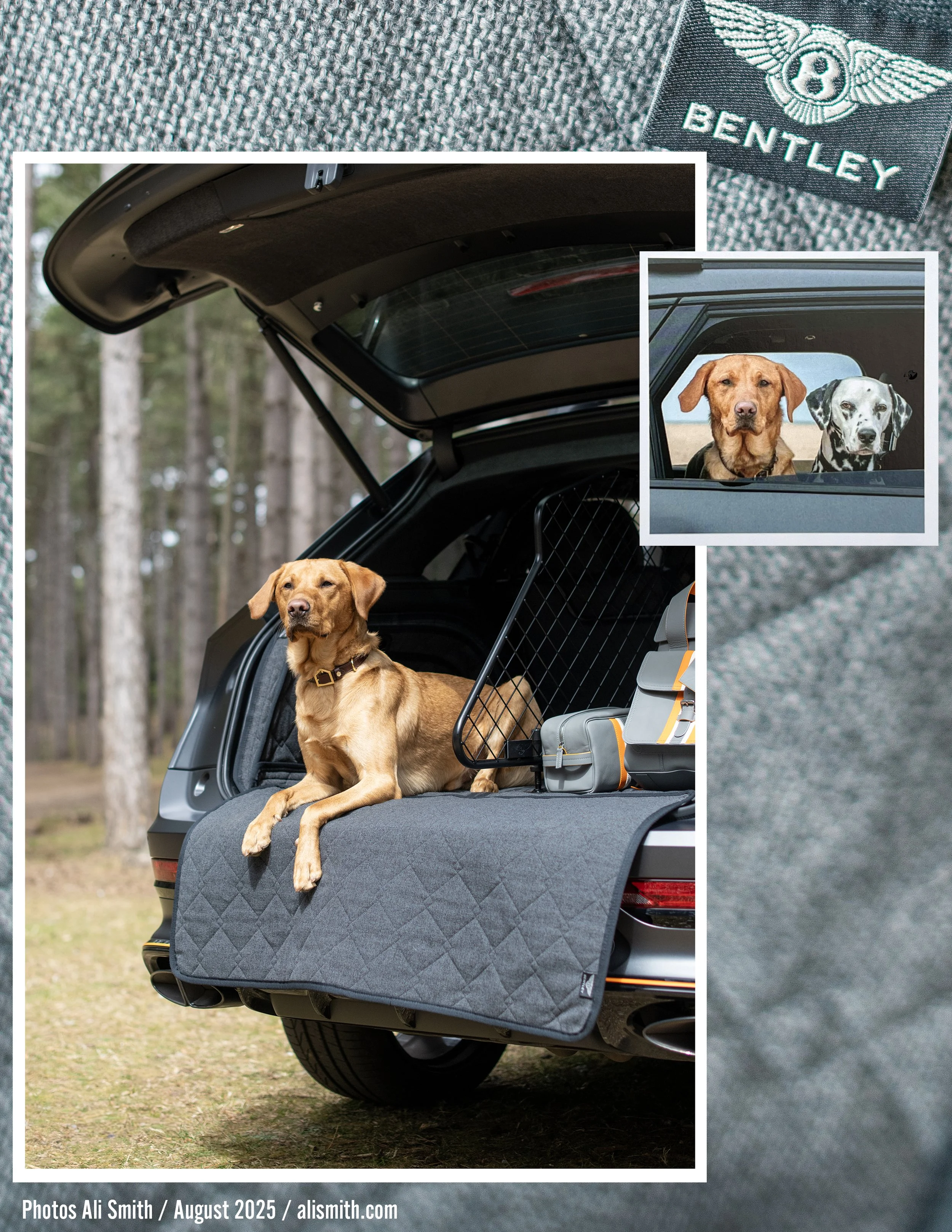 AliSmithBentleyDogComp copy.jpg