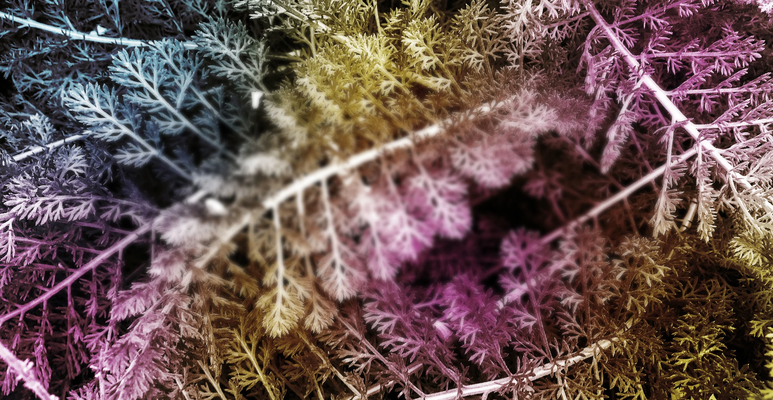 ferns.jpg