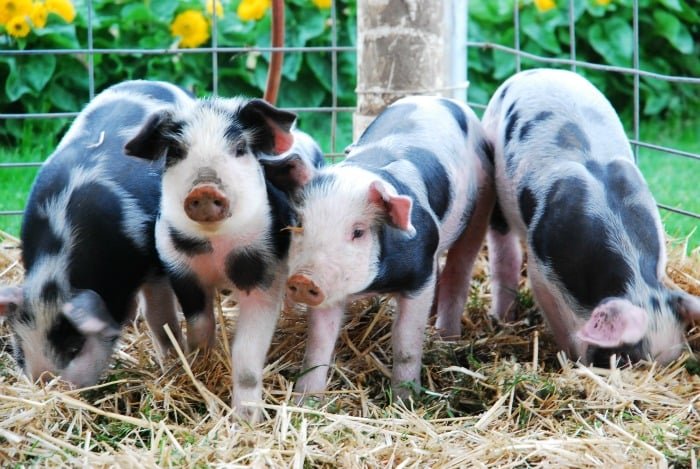 Four Spotted Piglets.jpg