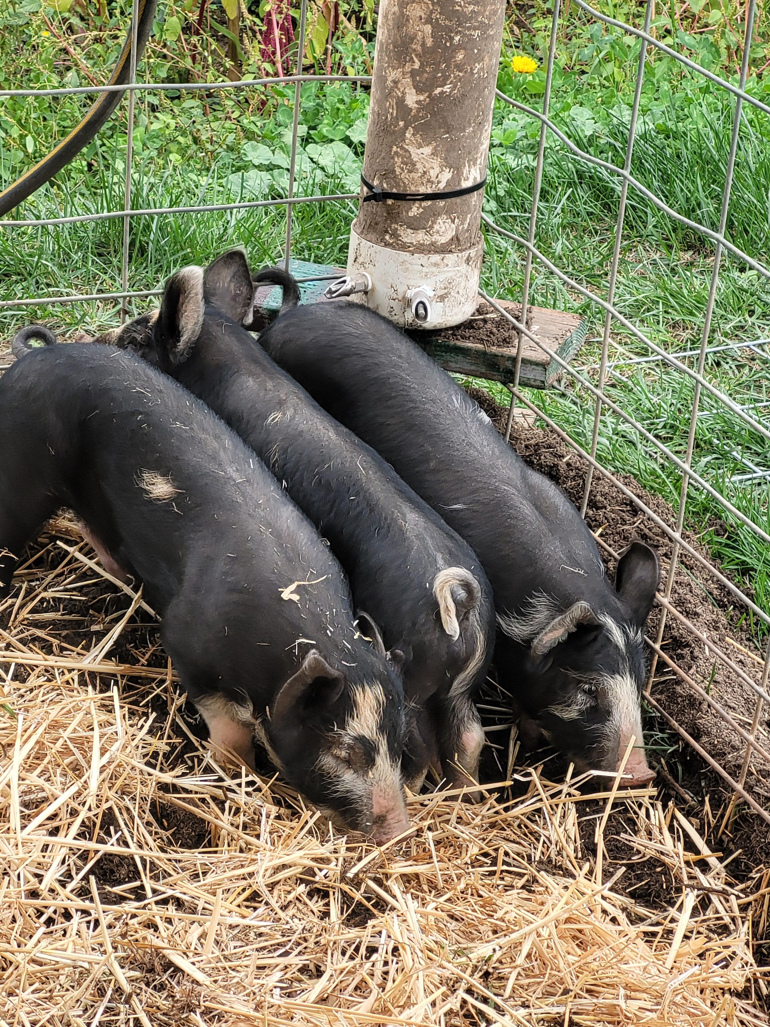 Piglets close verticle.jpg