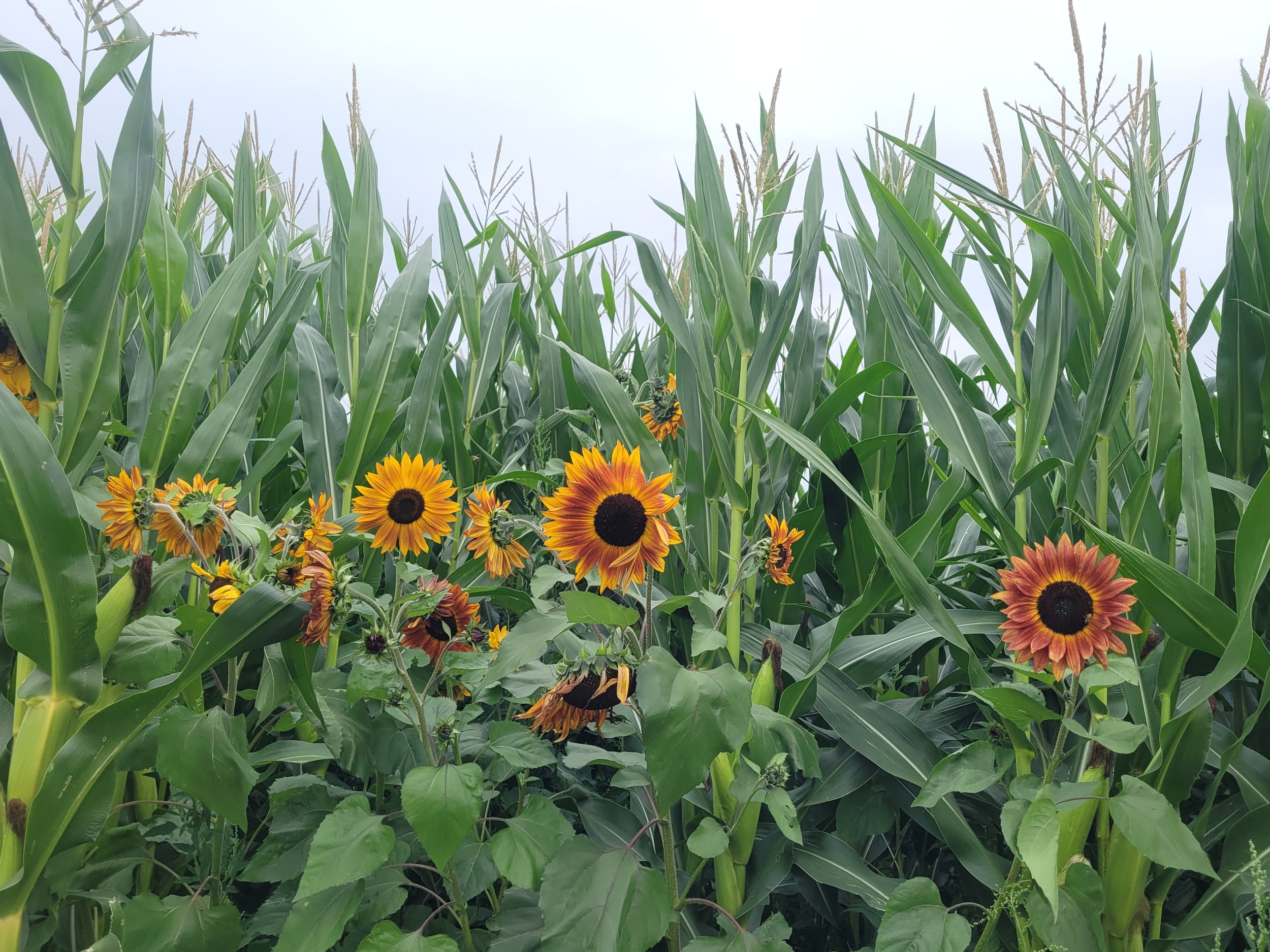 Sunflowers and Corn horizontal.jpg