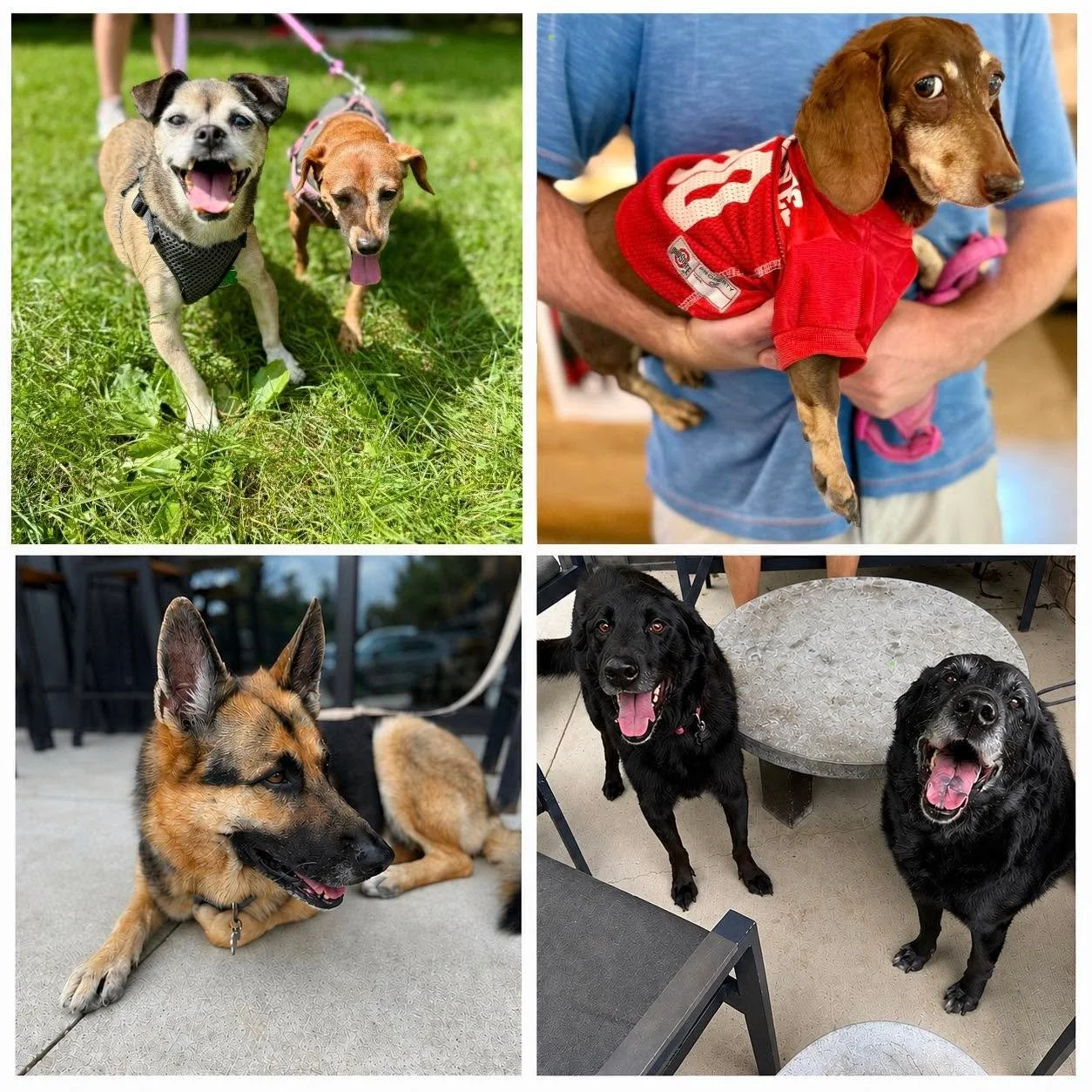 Thanks to Pawson Dog Treat Co. and everyone who brought their pups out for Paws &amp; Pints Day! 

We&rsquo;re excited to keep growing Paws &amp; Pints with more local vendors, rescue partnerships, and ways to benefit dogs in our community. 🐾 &heart