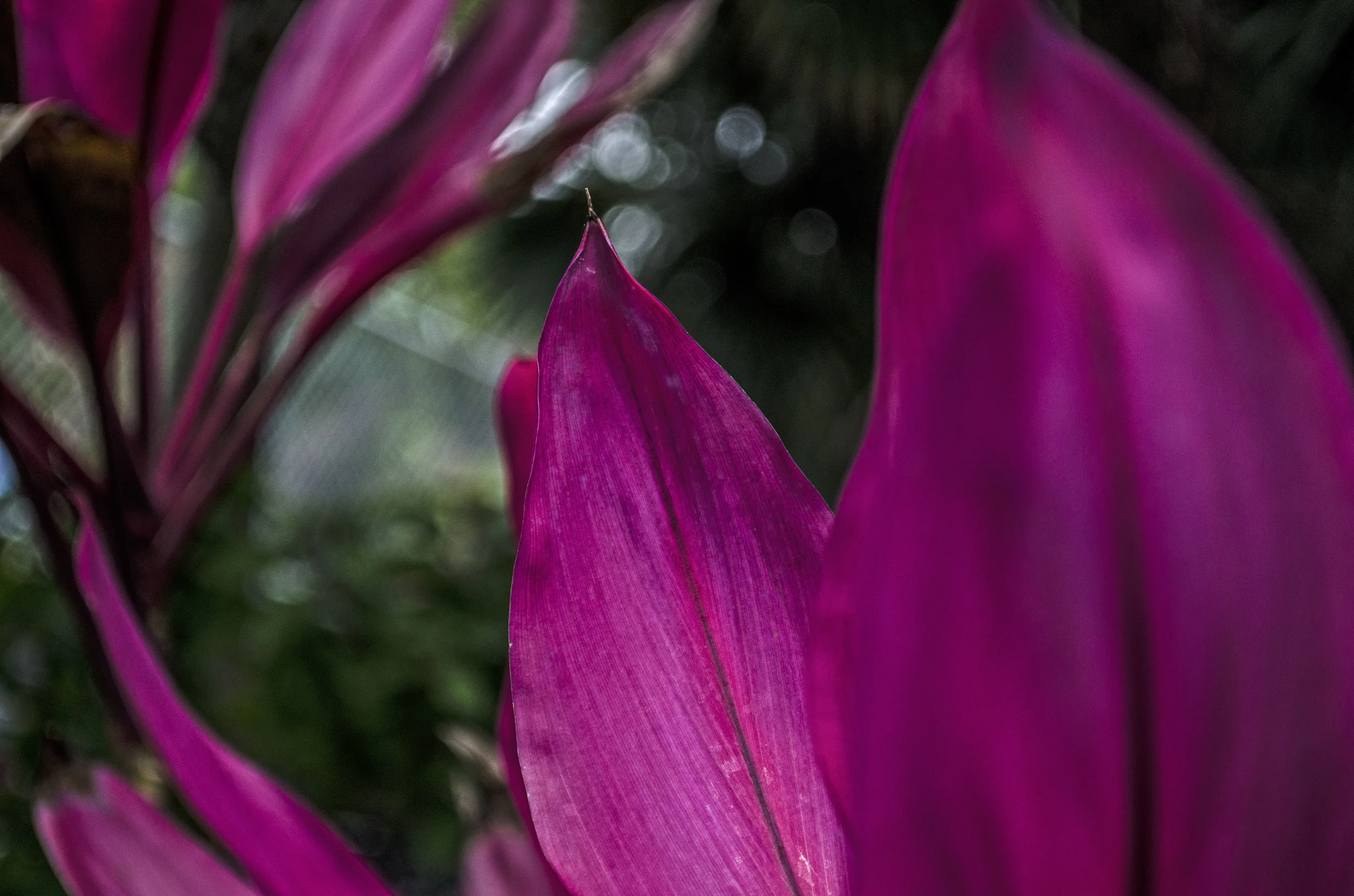 flower3.jpg
