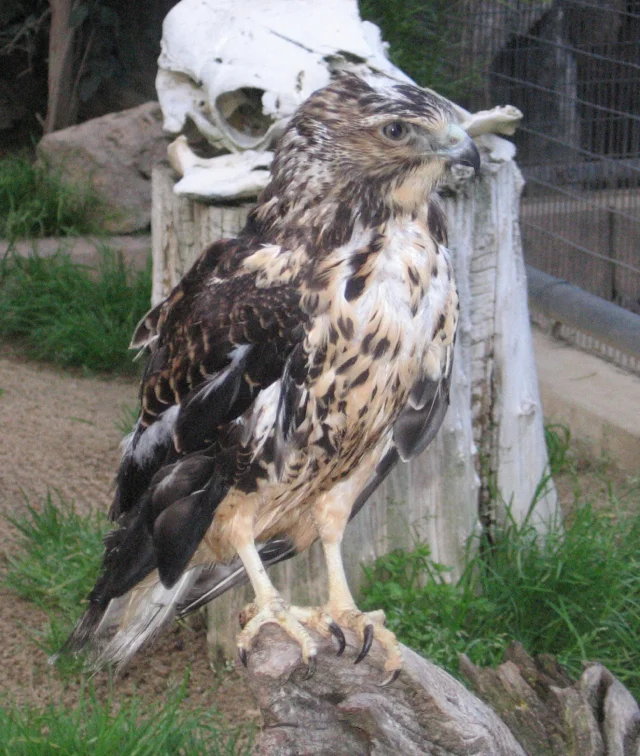 Courtesy of the Merced Zoology Society