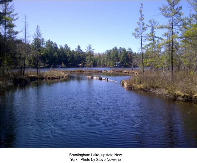 steve lake
