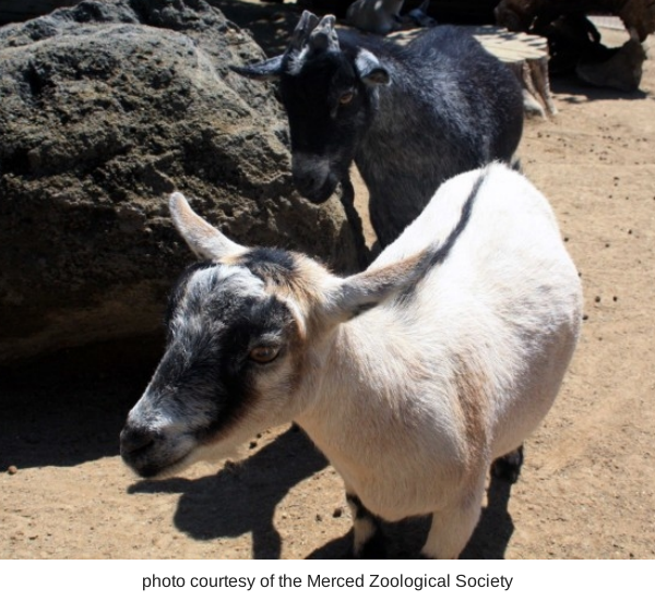 Merced's Central Park: Applegate Park, Zoo & Kiddieland Merced — Merced ...