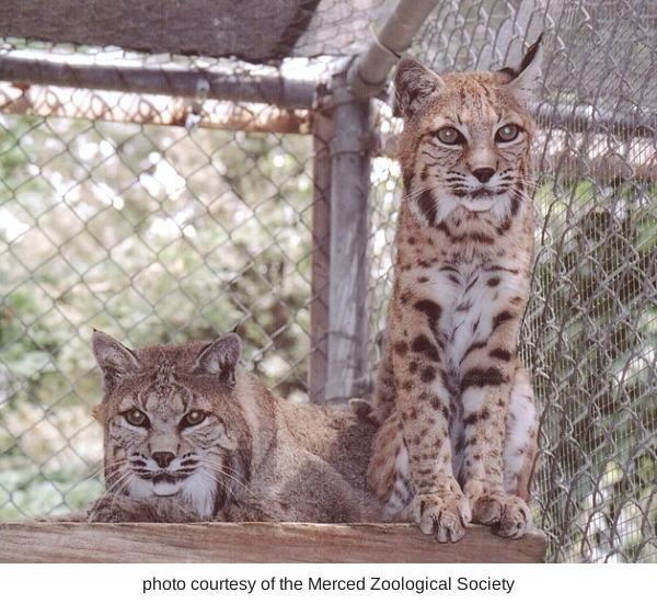 Merced's Central Park: Applegate Park, Zoo & Kiddieland Merced — Merced ...