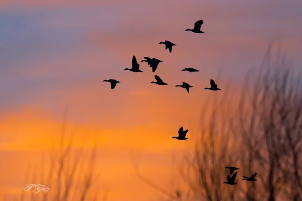 FG Merced Refuge 08