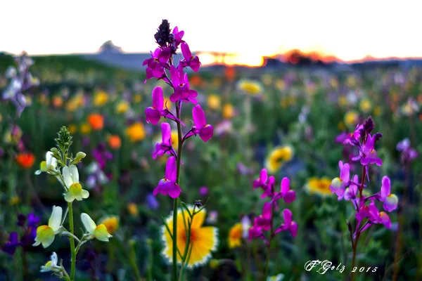Wildflowers 14