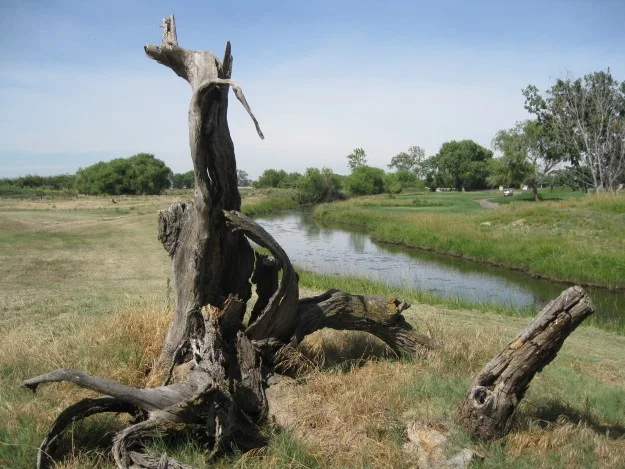 Stump between 10 and 11 at Stevinson Ranch Golf Club. Photo by Steve Newvine